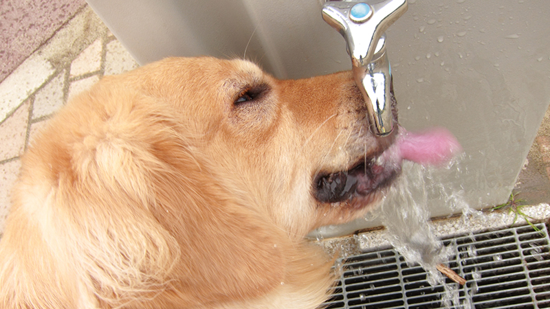 水道水を飲む犬